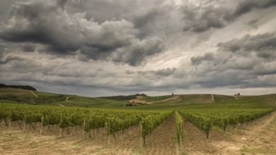 Vineyards in Tuscany under a dramatic cloudy sky