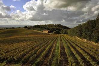 Autum paints the vineyards with yellow and red tones