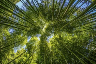 The sun peek from bamboo grove. Shooting Location: Kamakura, Kanagawa Prefecture