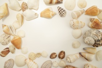 Scattered seashell (with text space). Shooting Location: Kamakura City, Kanagawa Prefecture