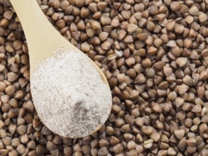 Buckwheat flour in wooden spoon and buckwheat grains. Whole-grain buckwheat flour on buckwheat