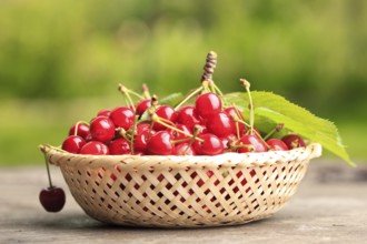 Sweet cherries in basket outdoor