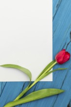 One red tulip and sheet of paper for your greetings on the background of blue wooden board