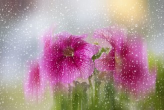 Beautiful petunia blossoms blurred through glass with raindrops