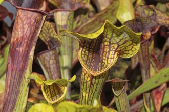 Venus flytrap green-brown trap leaves next to each other