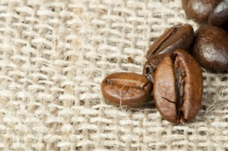 Coffee beans closeup on burlap