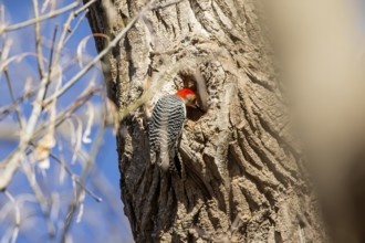 Natural scene from Wisconsin state park