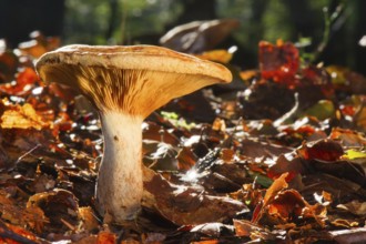 Mushroom growing between the autumn leafs