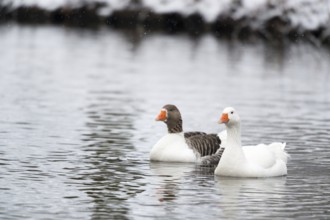 Swimming wild gees in snow