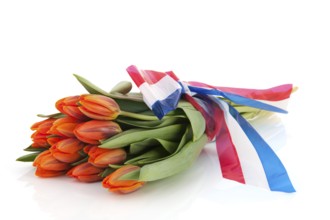 Dutch orange tulips with red white and blue ribbon