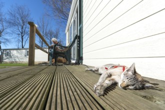 Cat on vacation in a holiday home