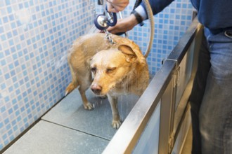 Washing the dog in the doggy douche