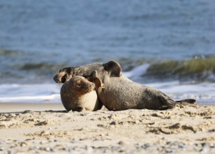 Grey seal (Halichoerus grypus), Heligoland, Schleswig-Holstein, Germany, Europe