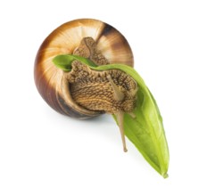 Snail and green leaf. White isolated studio shot