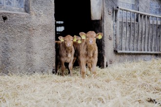 Calves in a barn in northern Germany, 2019