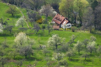 An image of a green meadow with blossoming trees and houses