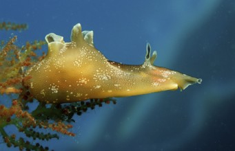 Small spotted lumpfish, Aplysia rosea, Croatia, Istria, Mediterranean Sea, Europe