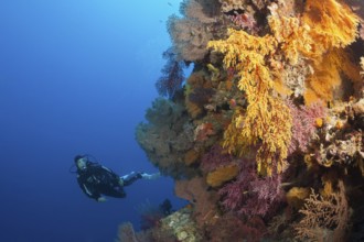 Diver and coral reef, Osprey Reef, Coral Sea, Australia, Oceania