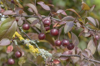 Ornamental apple (Malus COCCINELLA), Anchers Havecenter, Stuttgart, Baden-Württemberg, Germany,