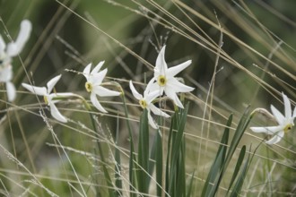 Poet's daffodil (Narcissus poeticus), Col de Ordino, La Vella, Andorra, Andorra, Europe
