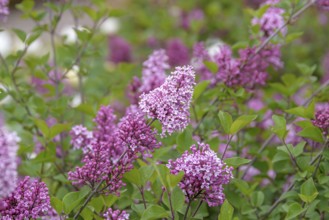 Dwarf lilac (Syringa 'Josée'), Anchers Havecenter, Pruhonice, Prague, Czech Republic, Europe