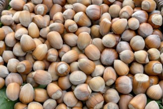 Hazelnut (Corylus in varieties), An den Dorfwiesen 9, Laußnitz, Saxony, Germany, Europe