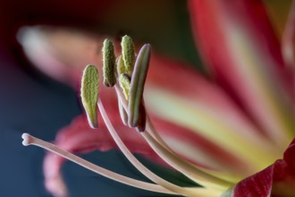 Hippeastrum hybrid, amaryllis, flower, close-up (Hippeastrum, Flos)