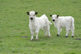 Young Galloway cattle, Young White Galloways