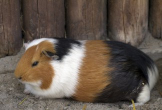 Guinea pig (lat. Cavia apera f. porcellus)