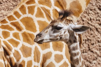 Giraffe in captivity in a zoo in Australia