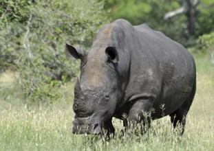 A White Rhinoceros in South Africa