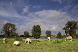 Sheep on a dike along the river Maas near the Dutch village Cuijk