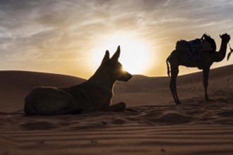 Dog and camel at the desert during sunset with blue and yellow sky, Morocco, Africa