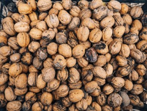 Many walnuts. Nuts in a box. Texture nuts