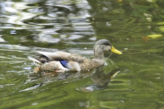 A beautiful duck swimming in a pole