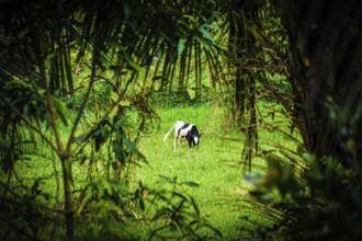 Cattle standing in Sri Lanka of grassland. Shooting Location: Sri Lanka
