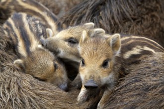 Wild boar family