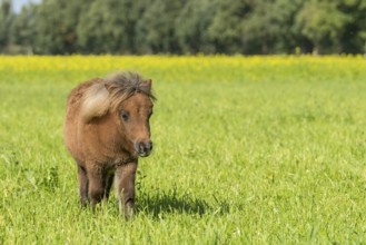 Young Shetland pony in the pasture