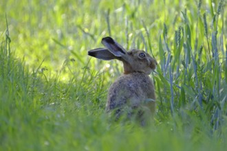 European hare, Lepus europaeus