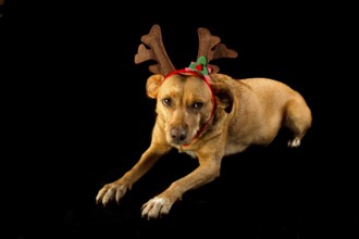 Happy cross breed Christmas dog on black background
