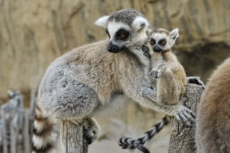 Madagascar's ring-tailed lemur with the little baby on its back. Shooting outdoors