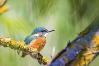 A common kingfisher (Alcedo atthis), River Kingfisher, Lower Saxony, Federal Republic of Germany