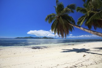 La Digue, Palm tree beach, Seychelles, Indian Ocean, Palm trees, La Digue, Indian Ocean,
