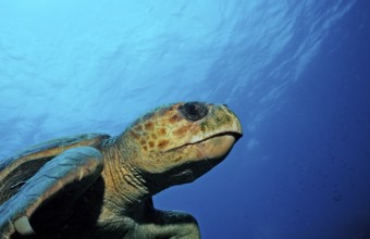 Loggerhead sea turtle, Caretta caretta, Netherlands Antilles, Bonaire, Caribbean, Caribbean Sea