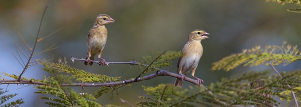 European greenfinch (Chloris chloris), Tendaba camp / Tendaba photo hid, Hockenheim,