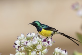 Nile Valley Sunbird, Anthodiaeta metallica, Anthreptes metallicus, (Hedydipna metallica), male in