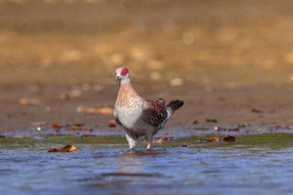 Africa, Gambia, speckled pigeon (Columba guinea), Pigeon roussard, Paloma de Guinea, Pigeon,
