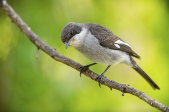 Sigelus silens, Fiscal Flycatcher, Gobemouche fiscal, Papamoscas fiscal, Garden Route National