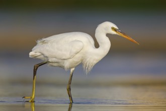Western Reef Heron, Western Reef-Heron, Western Reef-Egret, (Egretta gularis), Garceta Dimorfa,