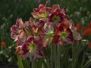 Close-up of red Hippeastrum flowers blooming in nature in spring, Amsterdam, Netherlands